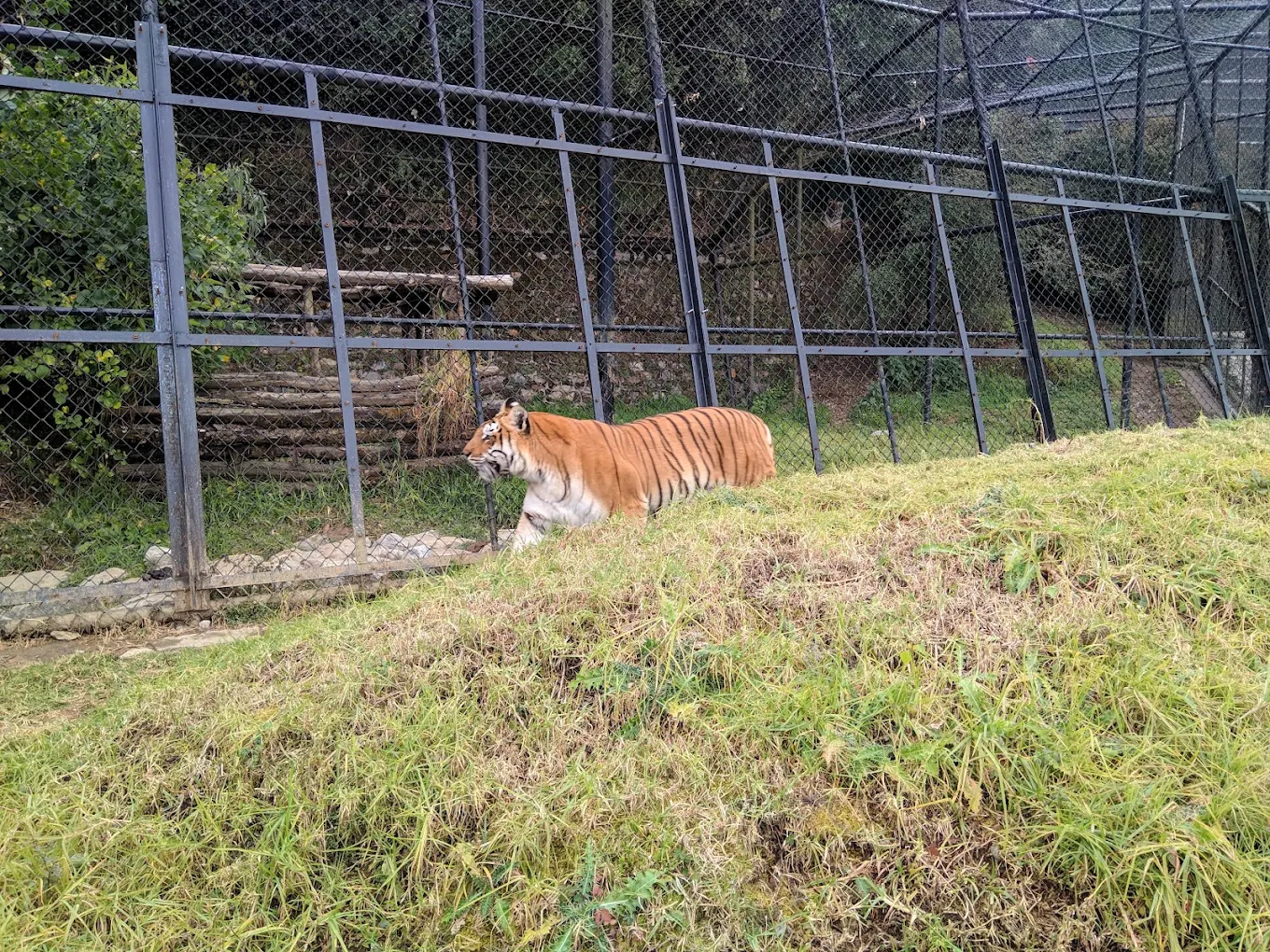 Bengal tiger in its enclosure at G.B. Pant High Altitude Zoo, Nainital