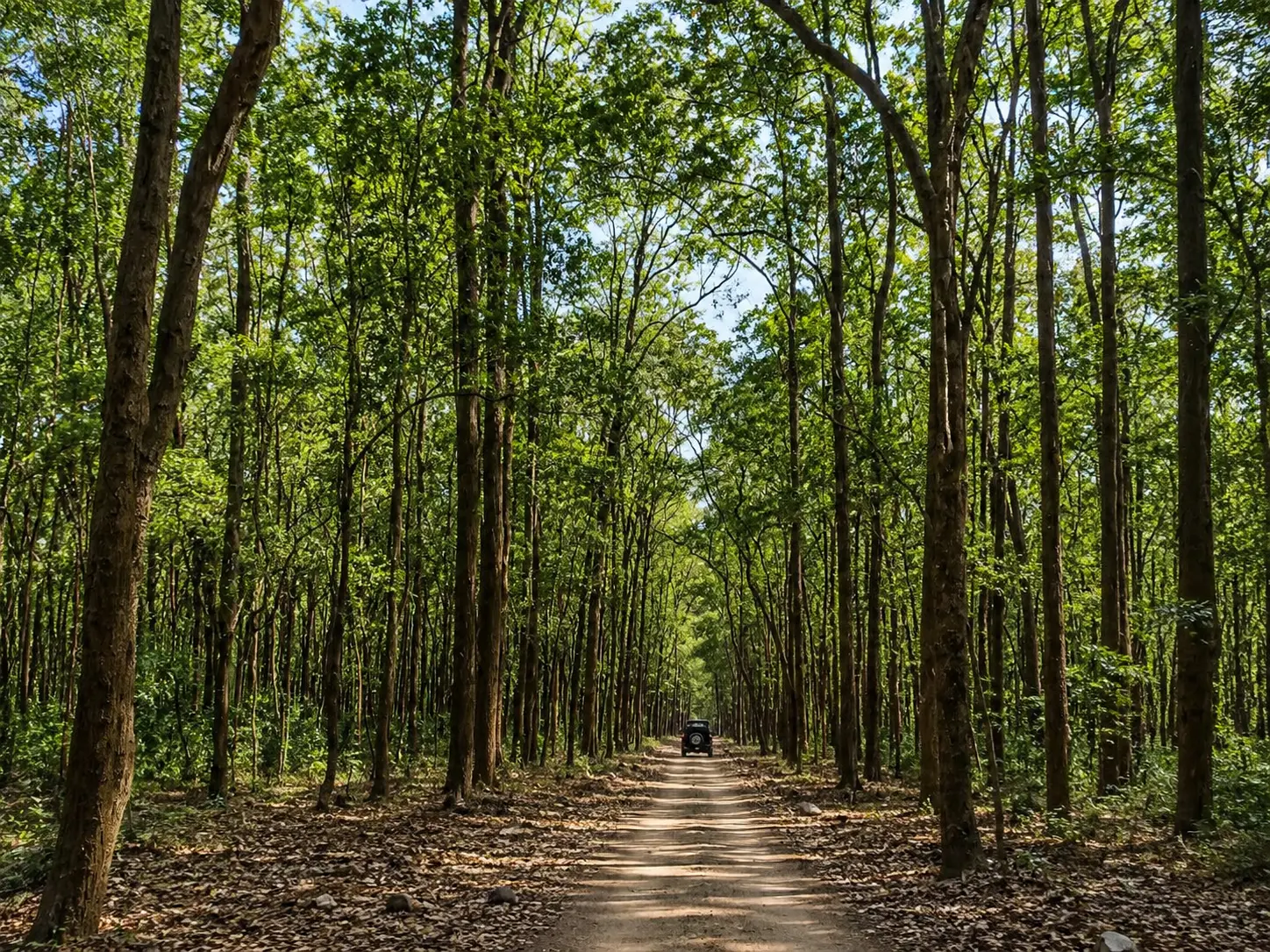 Safari jeep on a sal forest trail inside Jim Corbett National Park