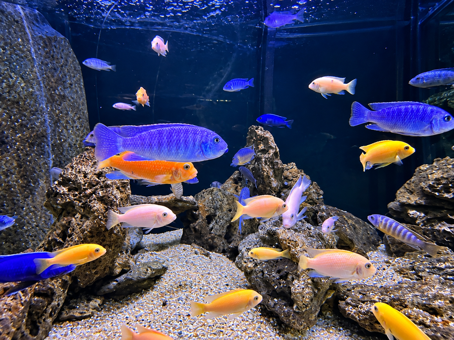 Vibrant tropical fish among rocky aquarium displays at Bhimtal Fish Aquarium