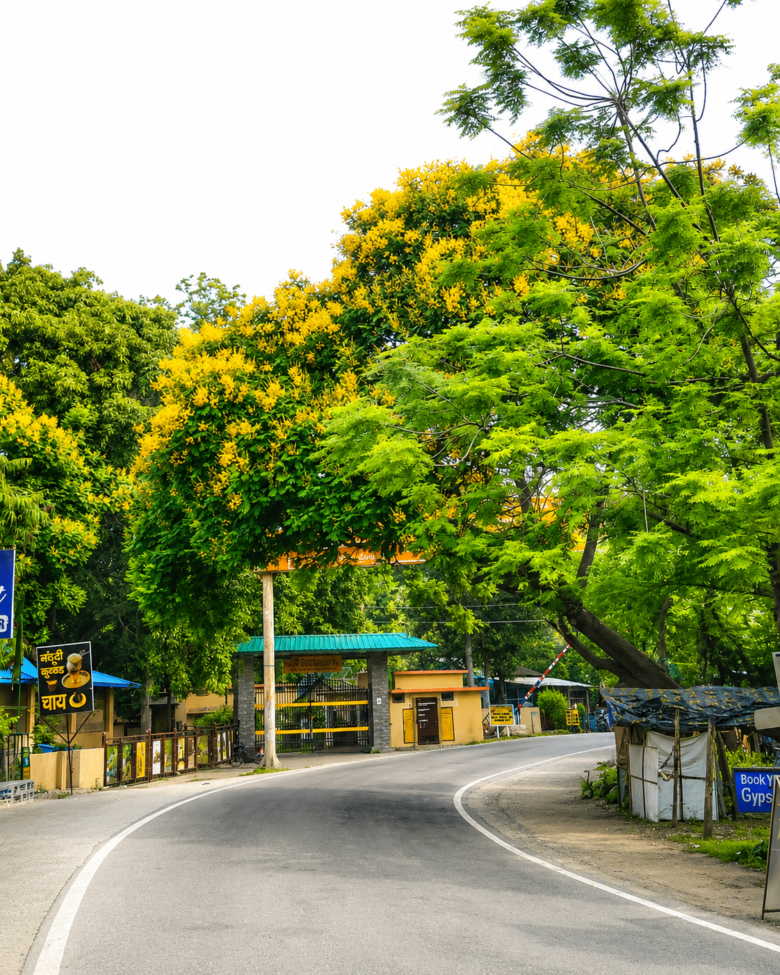 Roadside view of Bijrani Gate surrounded by green and yellow flowering trees in Jim Corbett