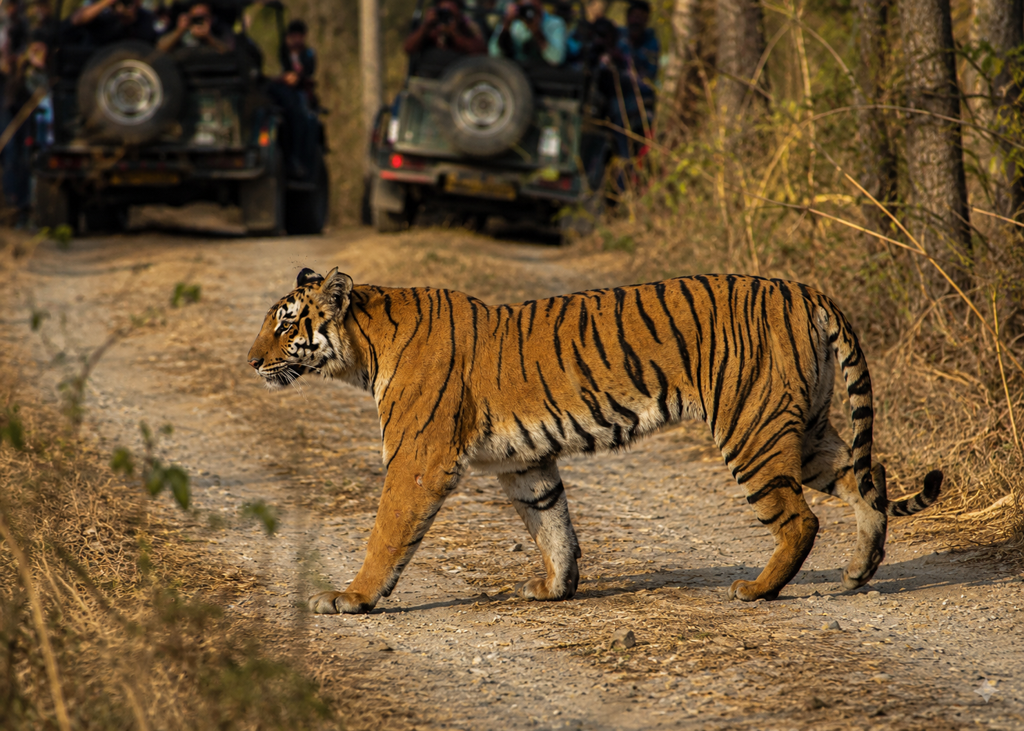 Royal Bengal tiger crossing a forest track watched by safari jeeps in Jim Corbett