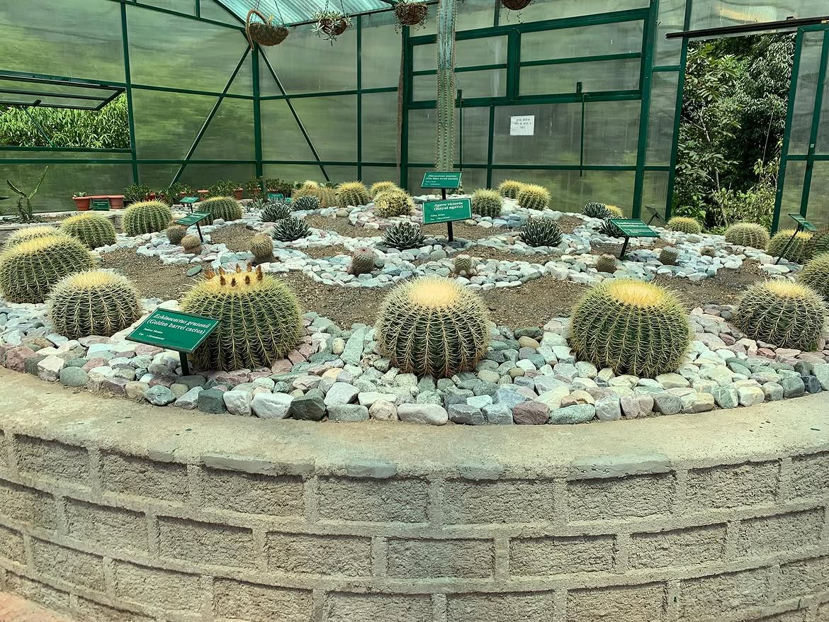 Cactus and succulent display inside the botanical greenhouse at Nainital Zoo