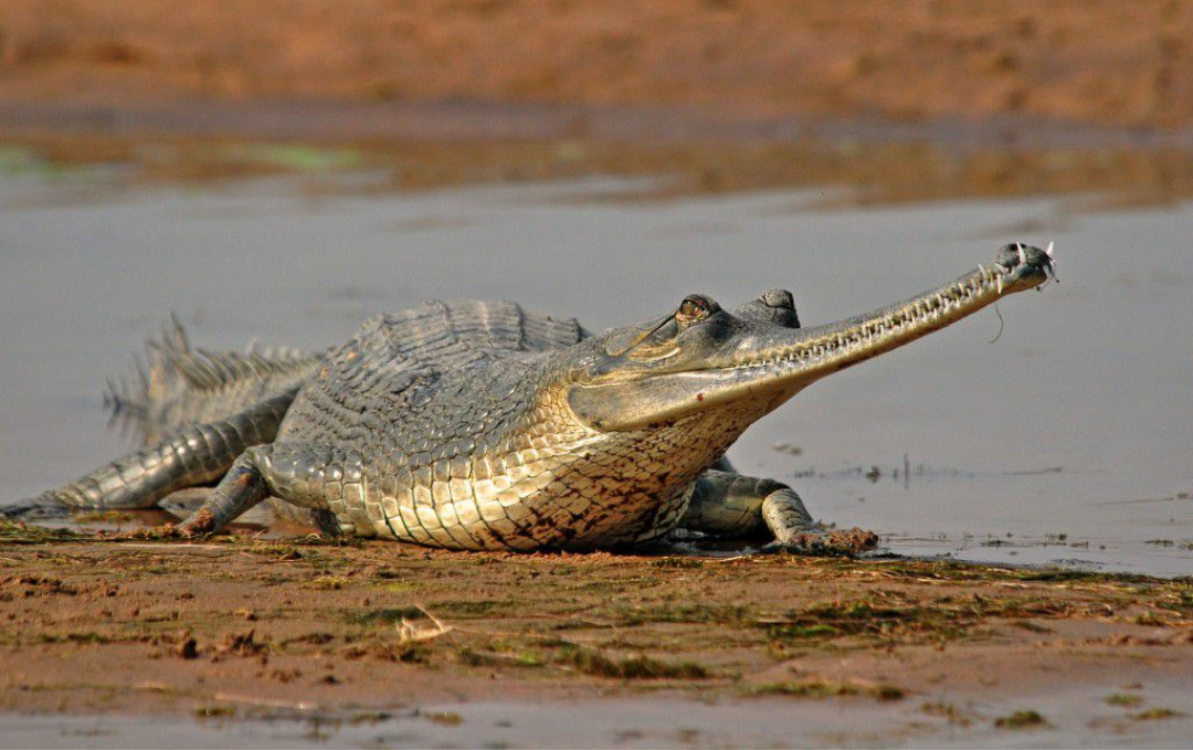 Crocodile View Point near La Perle River Resort, Jim Corbett