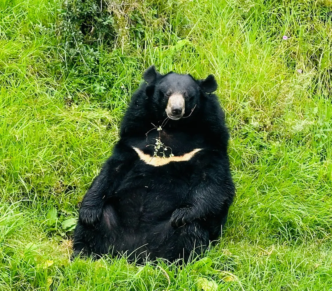 Himalayan black bear seated in the grass at Nainital Zoo