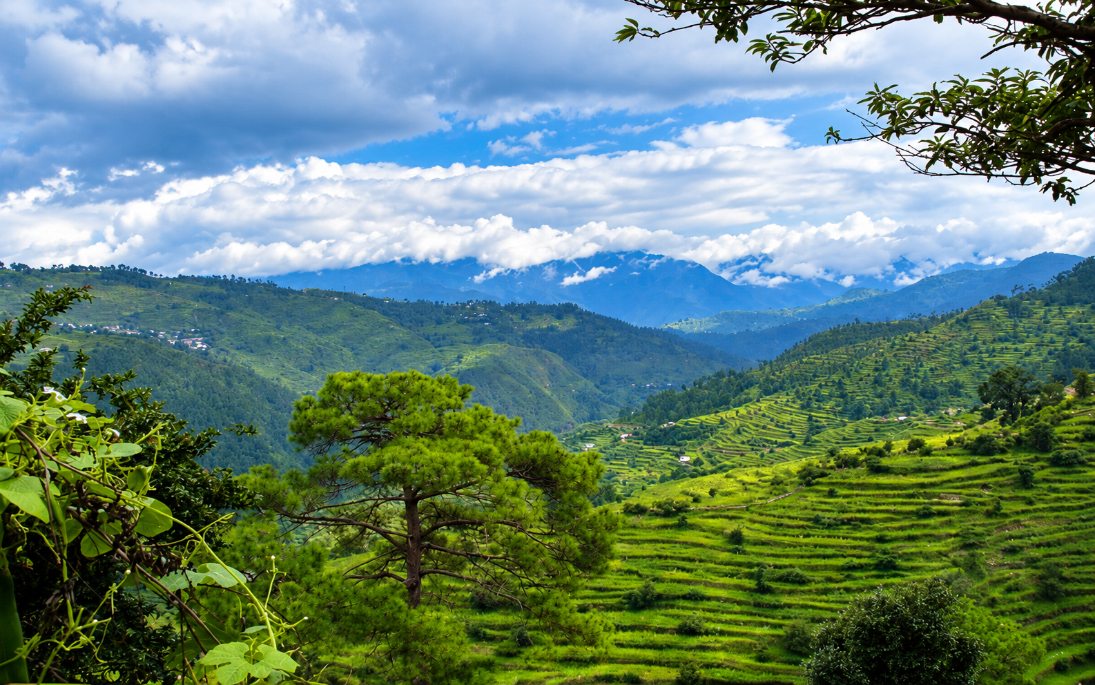 Scenic pine slopes and open meadow at Rani Kota Hills near Nainital