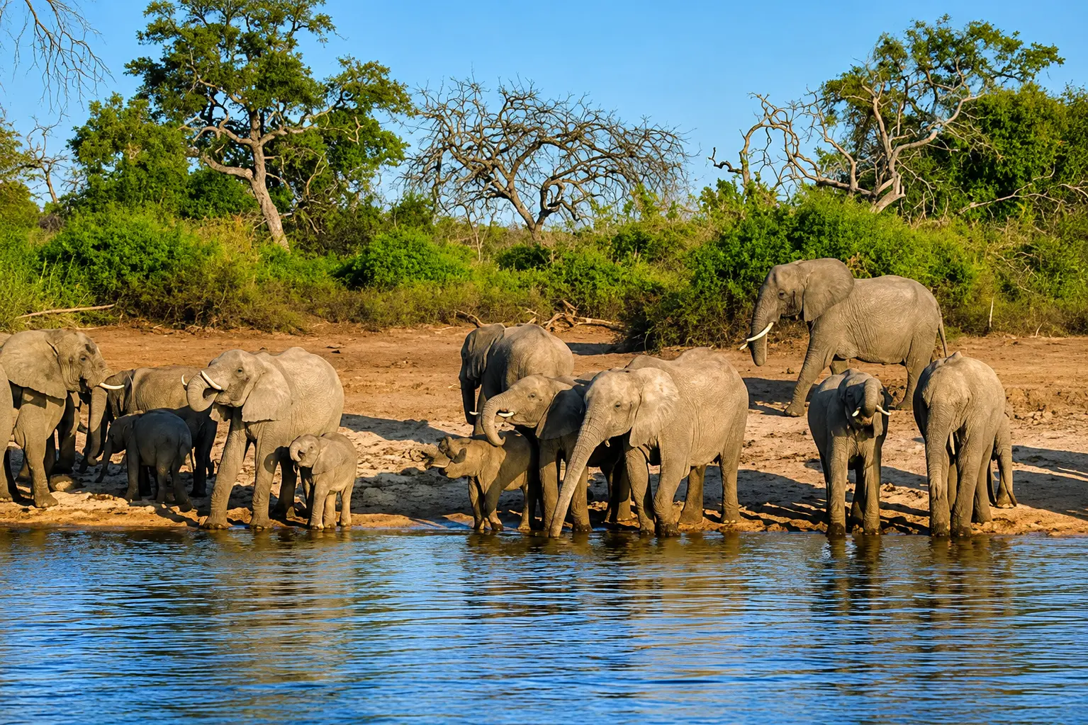 Herd of elephants at a waterhole in the Garjiya tourism zone of Jim Corbett