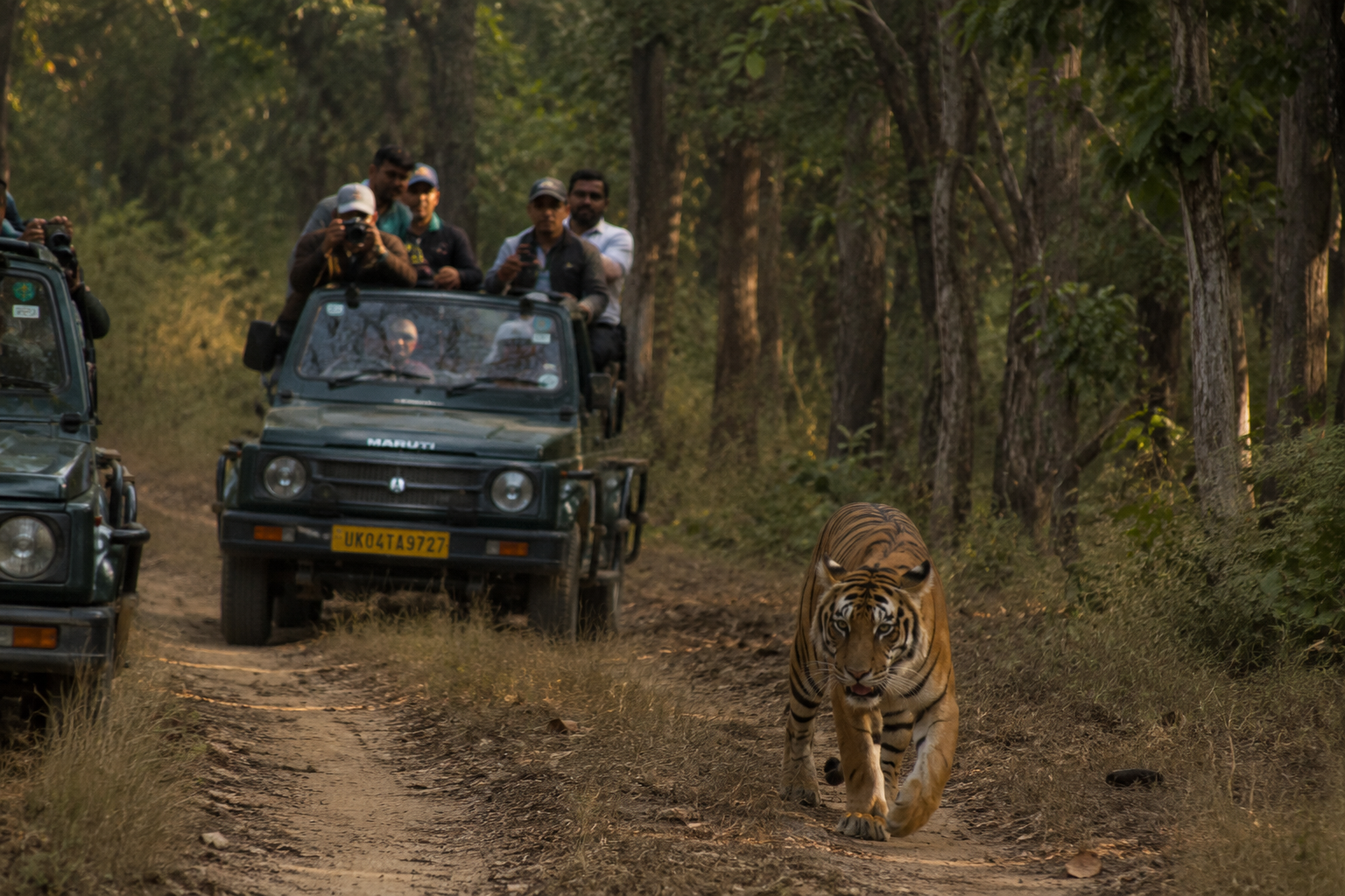 Tiger sighting during a jeep safari in Jim Corbett National Park