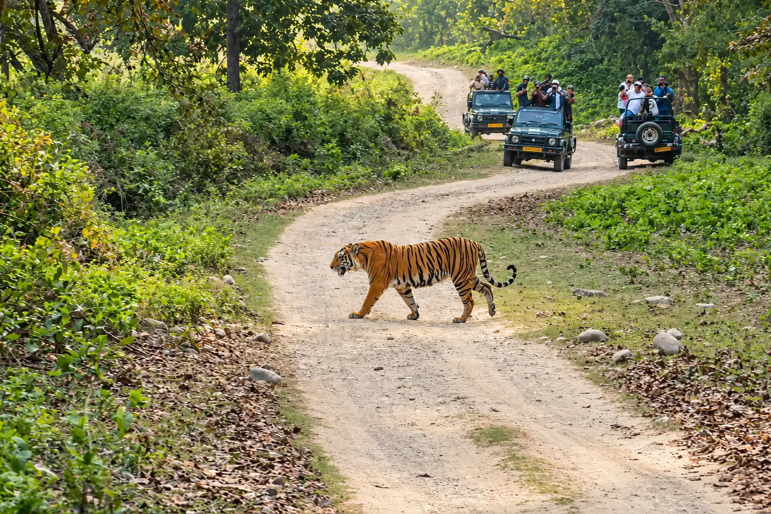 Open jeep safari on a forest trail with deer grazing in the Phato landscape