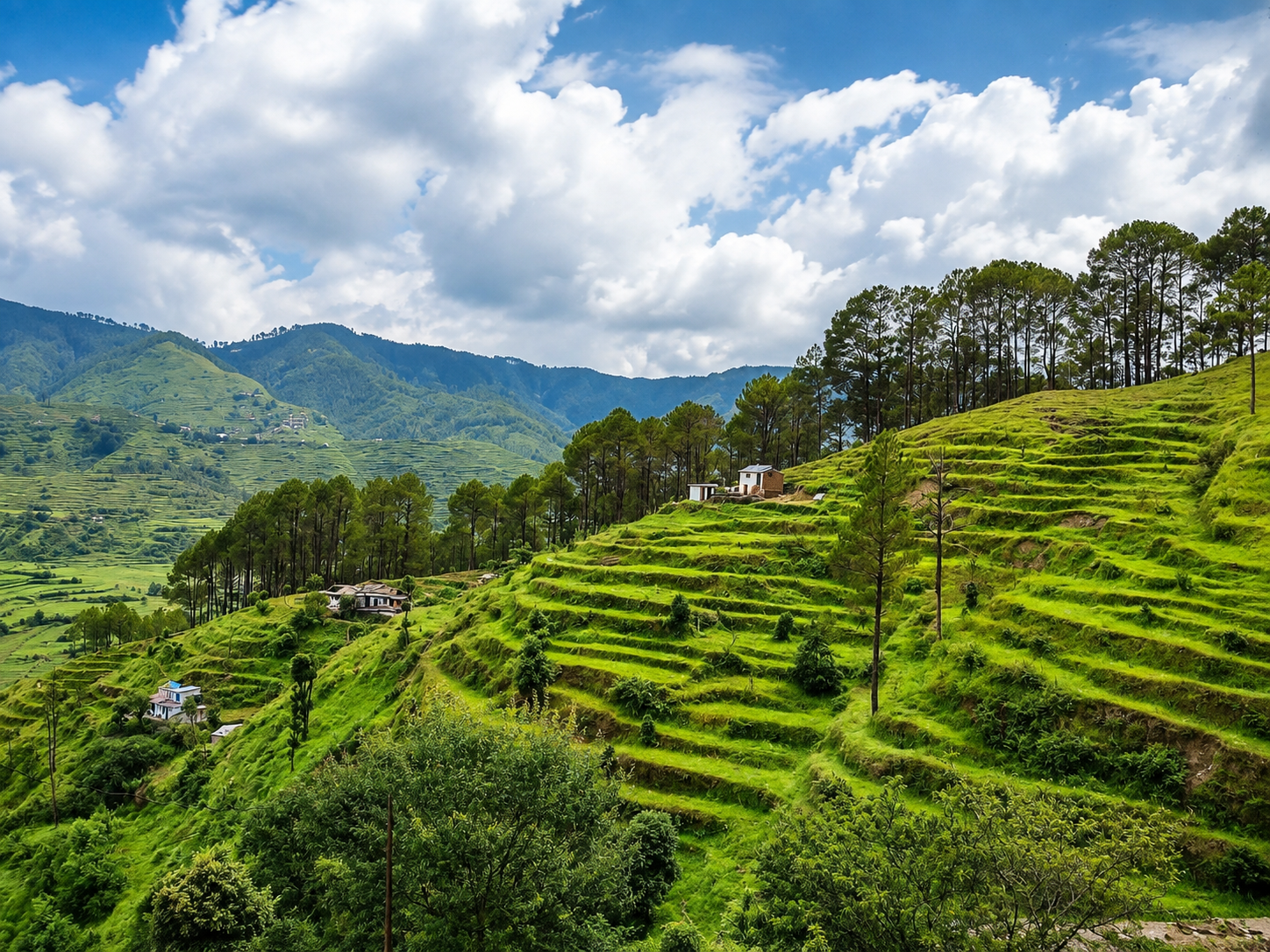 Terraced green hillsides and pine forest on the way to Sonanadi Wildlife Sanctuary in Uttarakhand