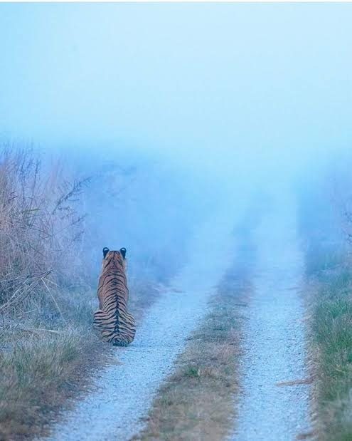 Jim Corbett Weather in Winter