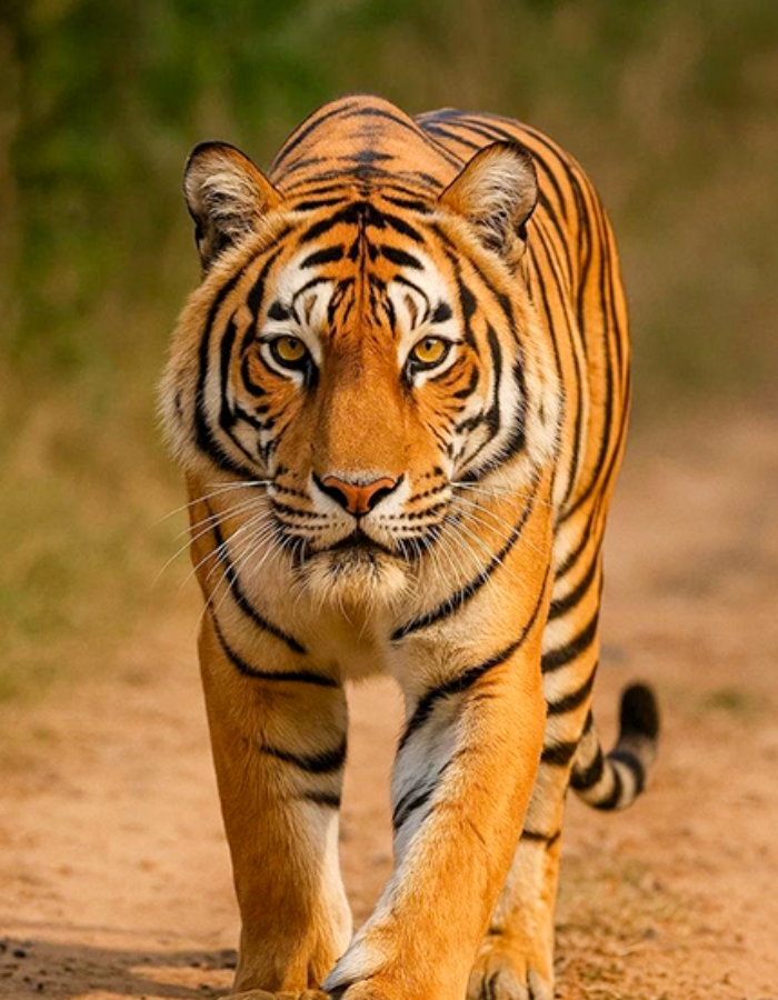 La Perle River Resort